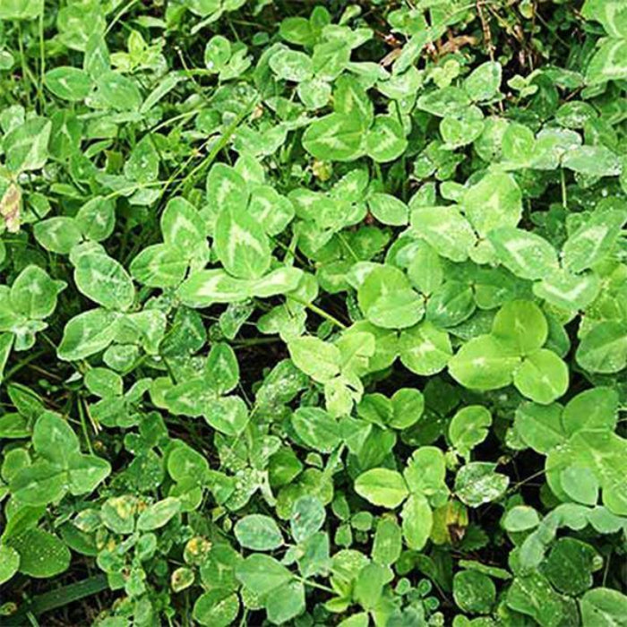 Organic Clover Seeds - Herbal Plant