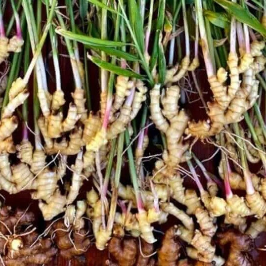 Organic Ginger Root Rhizomes Seeds - Herbal Plant