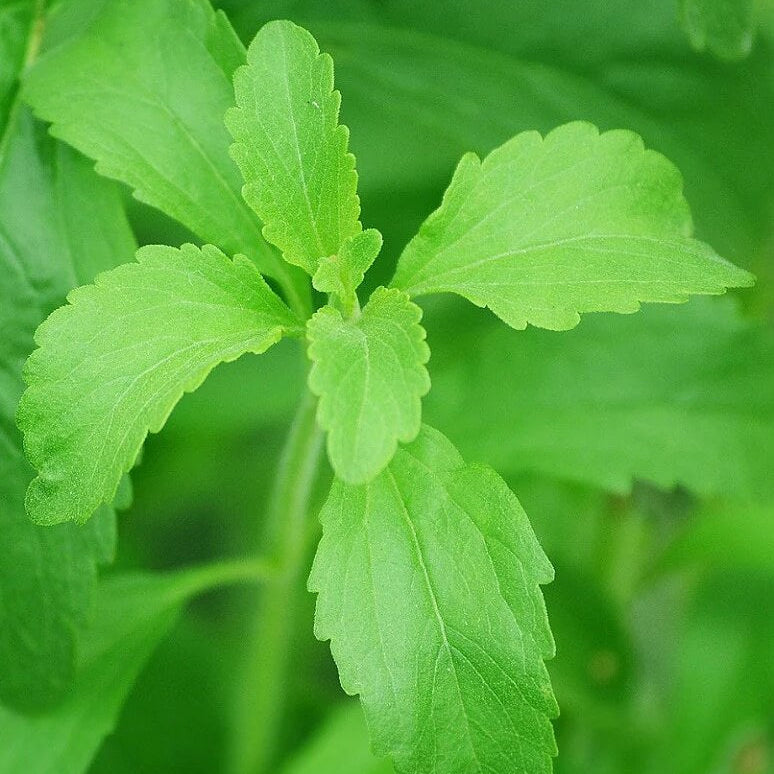 Organic Stevia Seeds - Herbal Plant