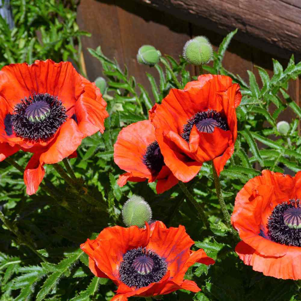 Oriental Poppy Seeds - Flower Plant