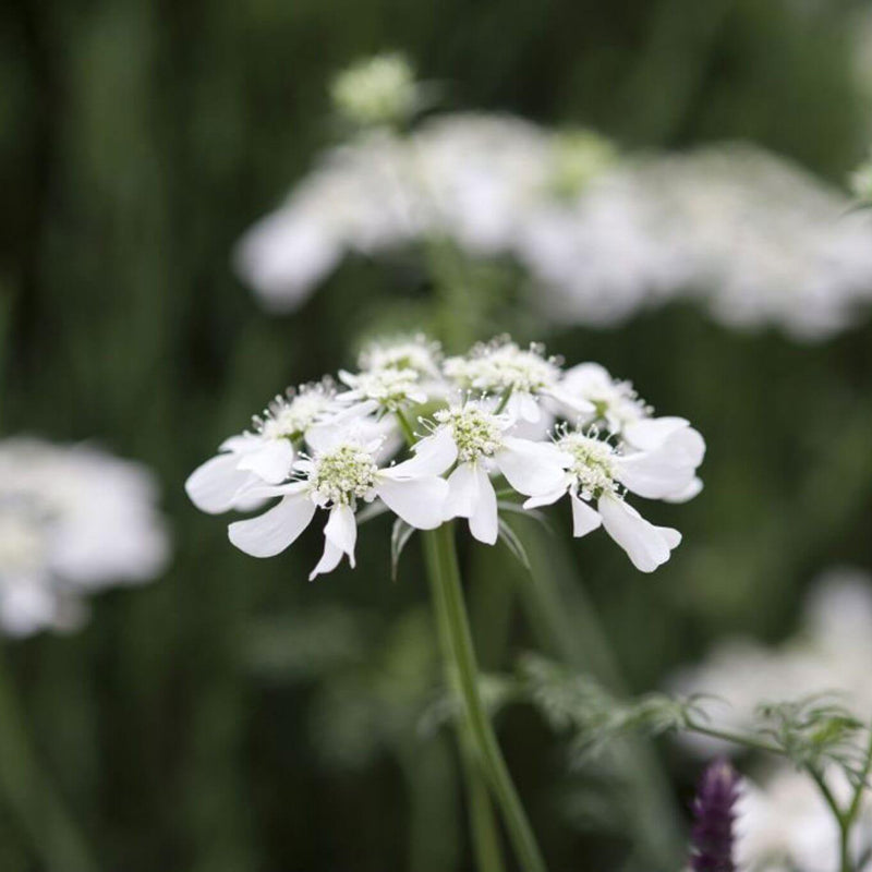 Orlaya Grandiflora Seeds - Heirloom Flower Plant for Home Gardens