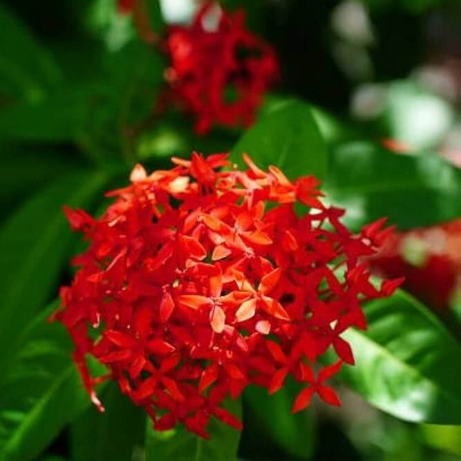 Ornamental shrubs Seeds