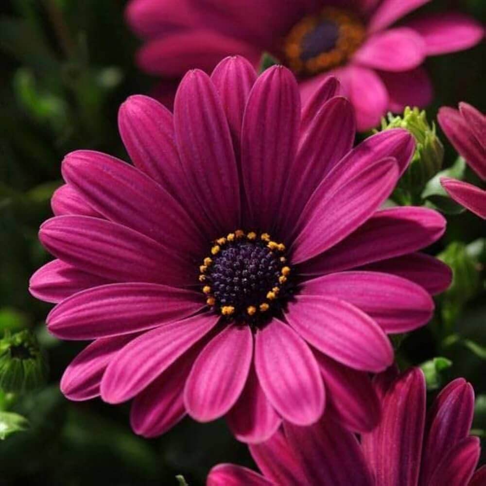 Osteospermum Seeds - Flower Plant for Home Gardens