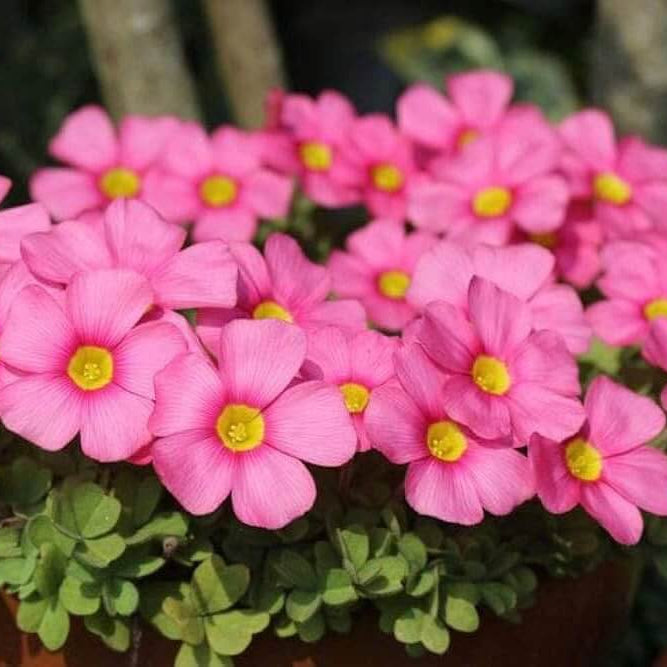 Oxalis Seeds - Flower Plant for Home Gardens