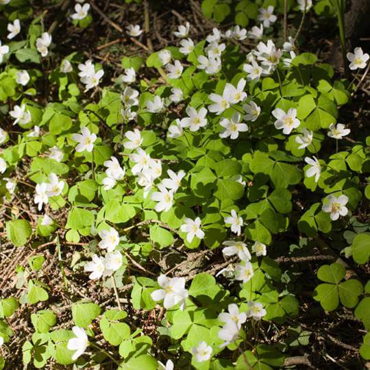 Oxalis Spring seeds - Flower Plant