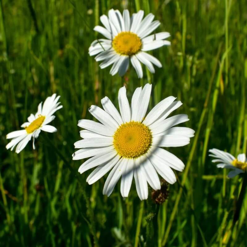 Oxeye Daisy Seeds - Flower Plant