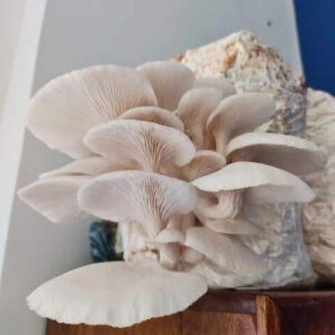 Oyster mushroom seeds - Vegetable Plant
