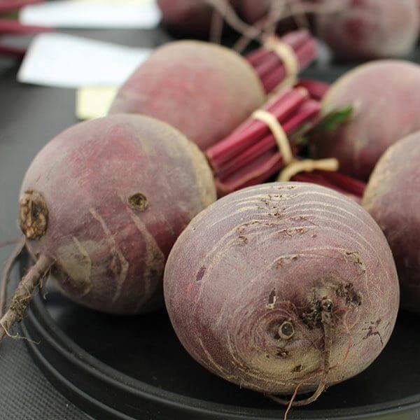 Pablo Beet Seeds