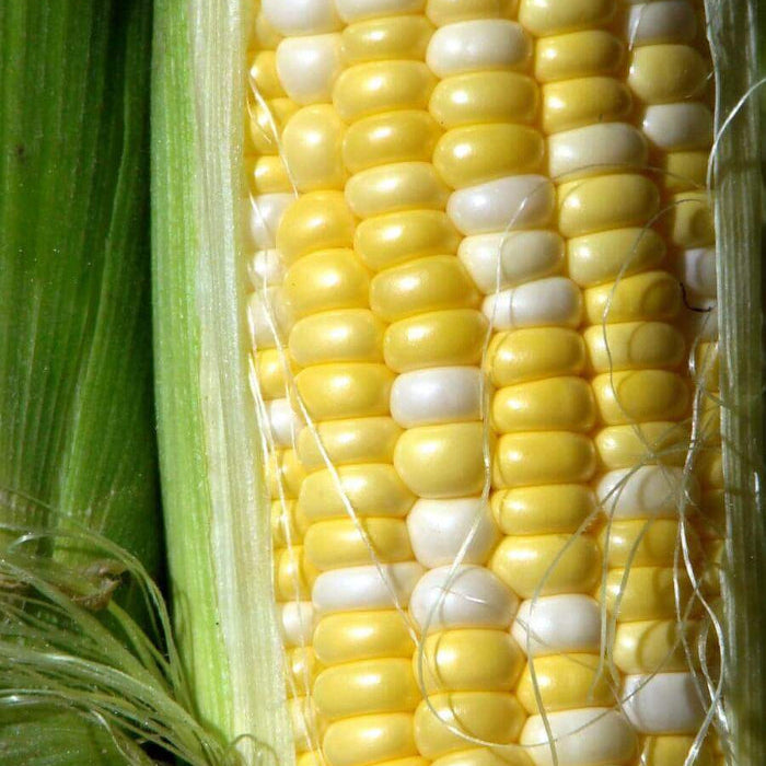 Paches and Cream Sweet corn seeds - Vegetable Plant