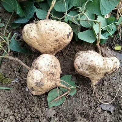 Pachyrhizus Erosus Seeds