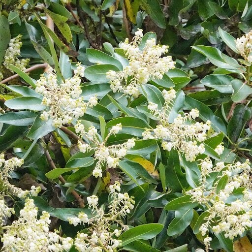 Pacific Madrone Tree Seeds