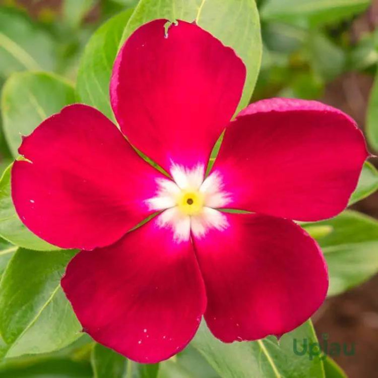 Pacifica XP Cherry Red Vinca Seeds - Ornamental Plant Seeds for Home Gardens