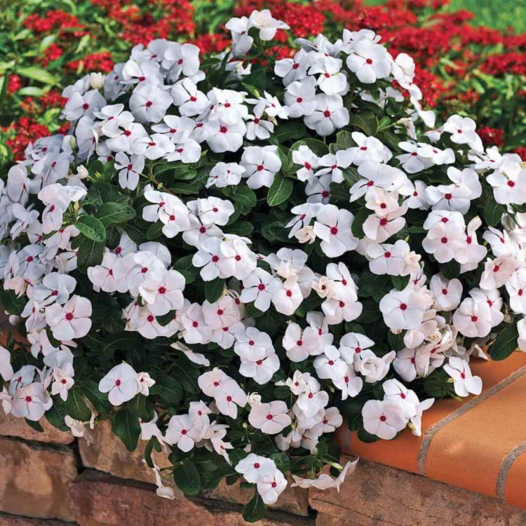 Pacifica XP Polka Dot Vinca Seeds - Ornamental Plant Seeds for Home Gardens