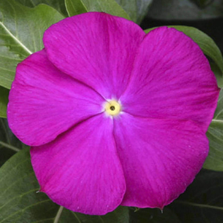 Pacifica XP Raspberry Vinca Seeds - Ornamental Plant Seeds for Home Gardens