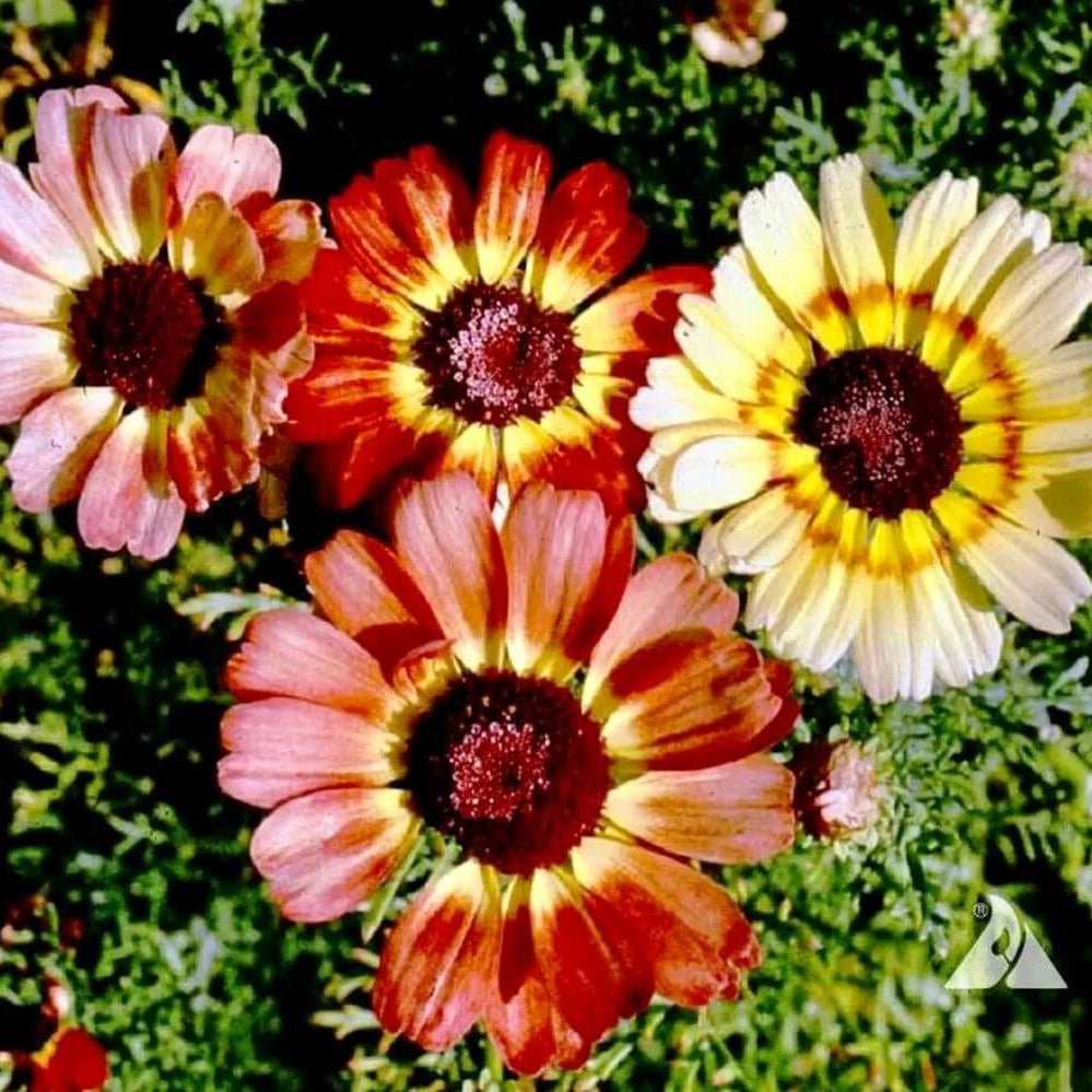 Painted Daisy Seeds - Flower Plant