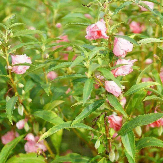 Pale Pink Balsam Camellia Seeds