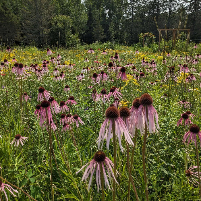 Pale Purple Coneflower Seeds - Flower Plant