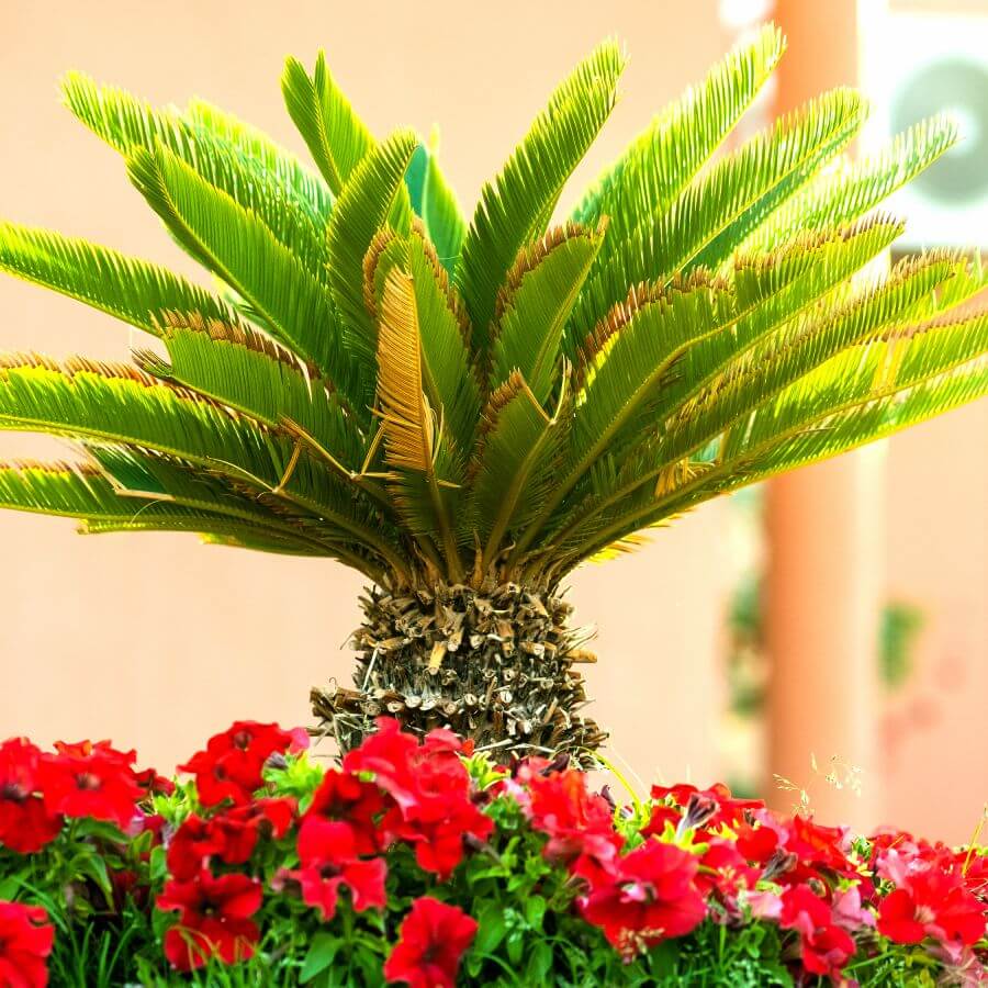 Palm Seeds - Flower Plant for Home Gardens