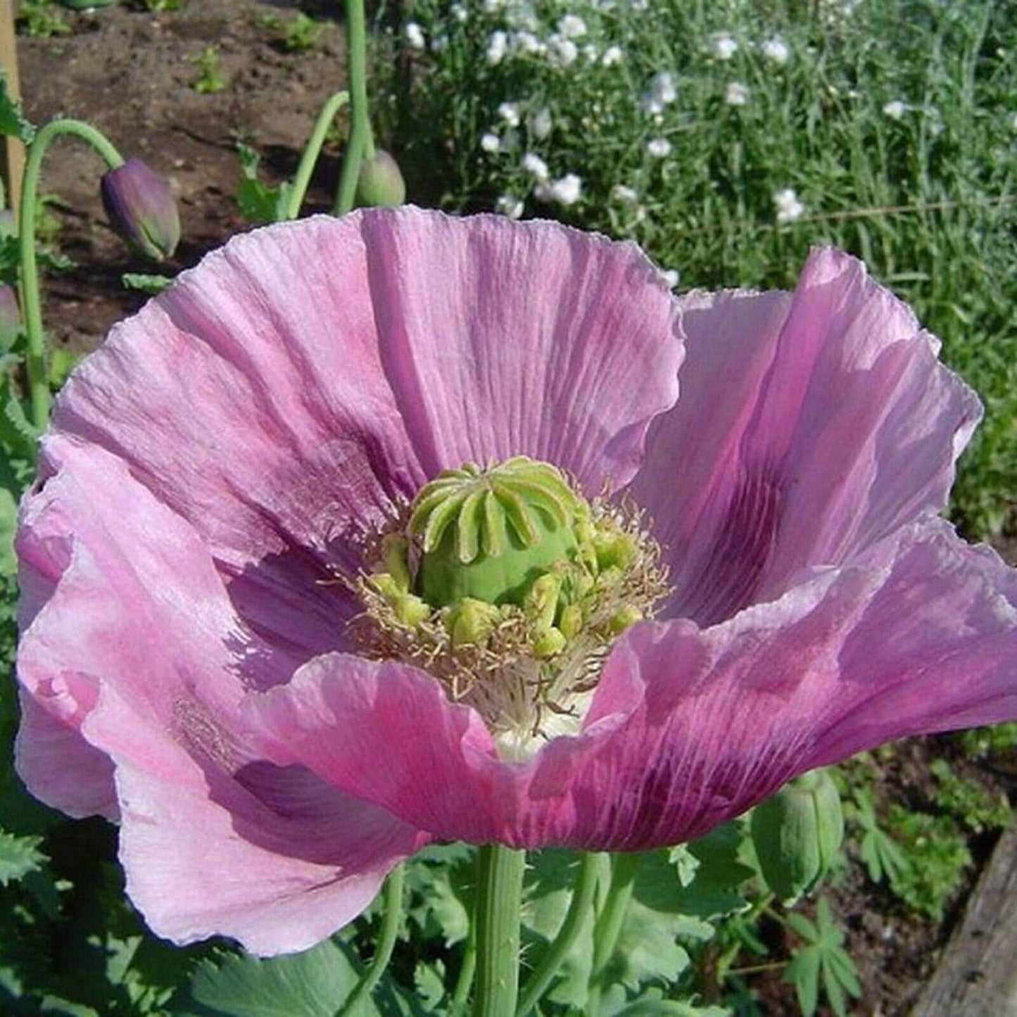 Papaver Somniferum Seeds - Flower Plant