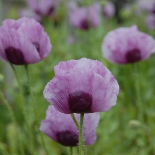 Papaver somniferum Poppy Seeds