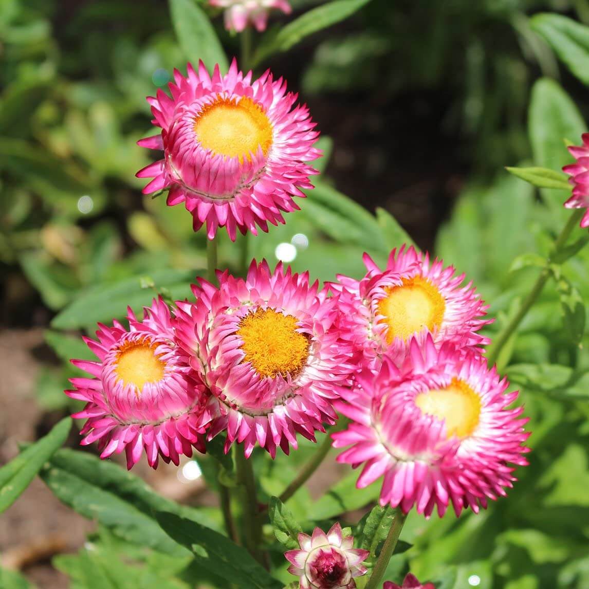 Paper Daisy Seeds - Flower Plant