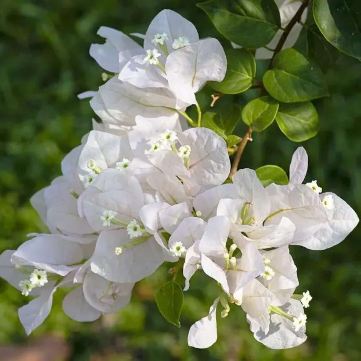 Paper Flower Seeds