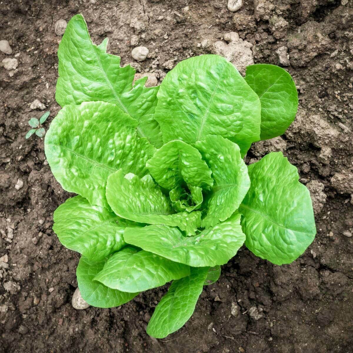 Paris Island Cos Lettuce Seeds