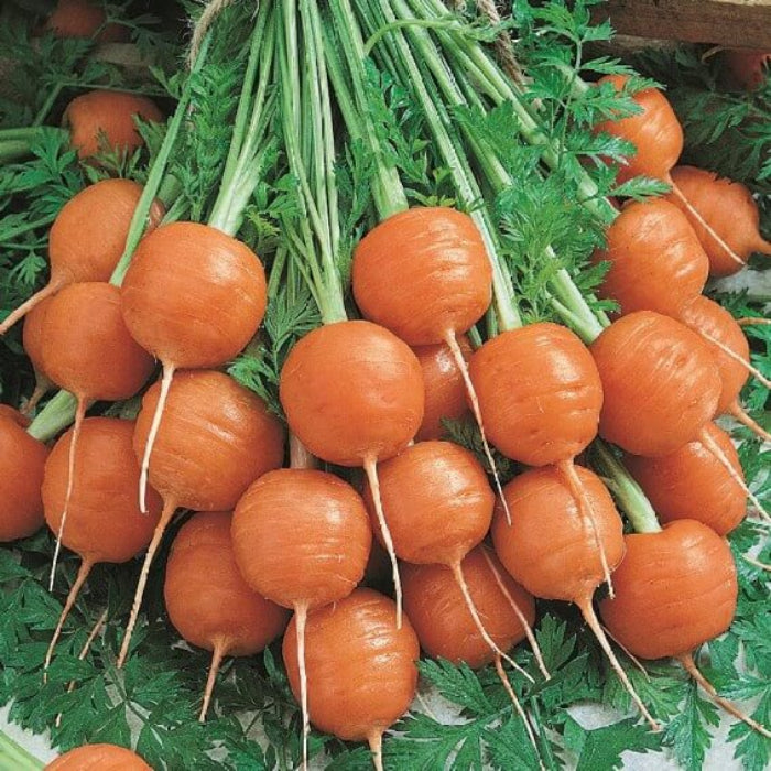 Parisian carrot seeds - Vegetable Plant