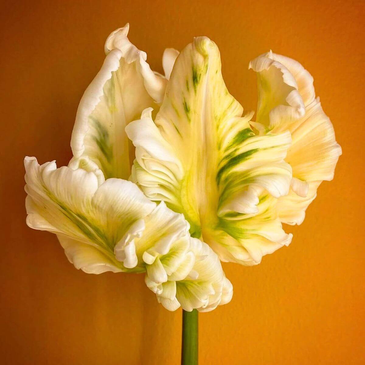 Parrot Tulips Seeds