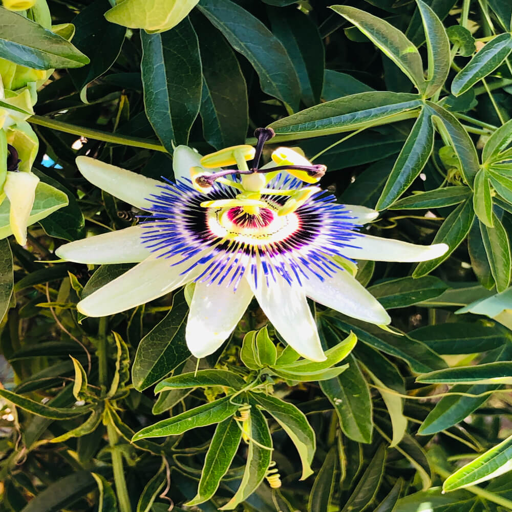 Passiflora Seeds - Flower Plant for Home Gardens