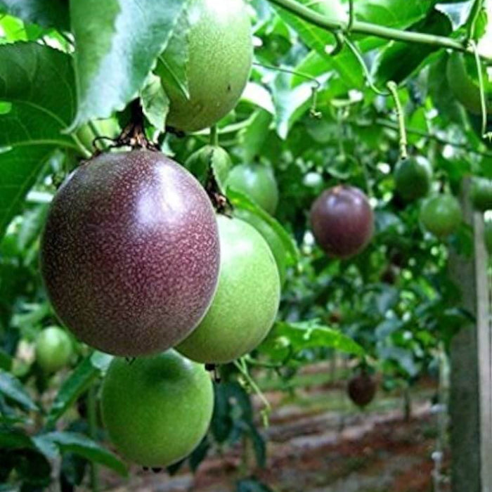 Passionfruit seeds - Plant for Home Gardens