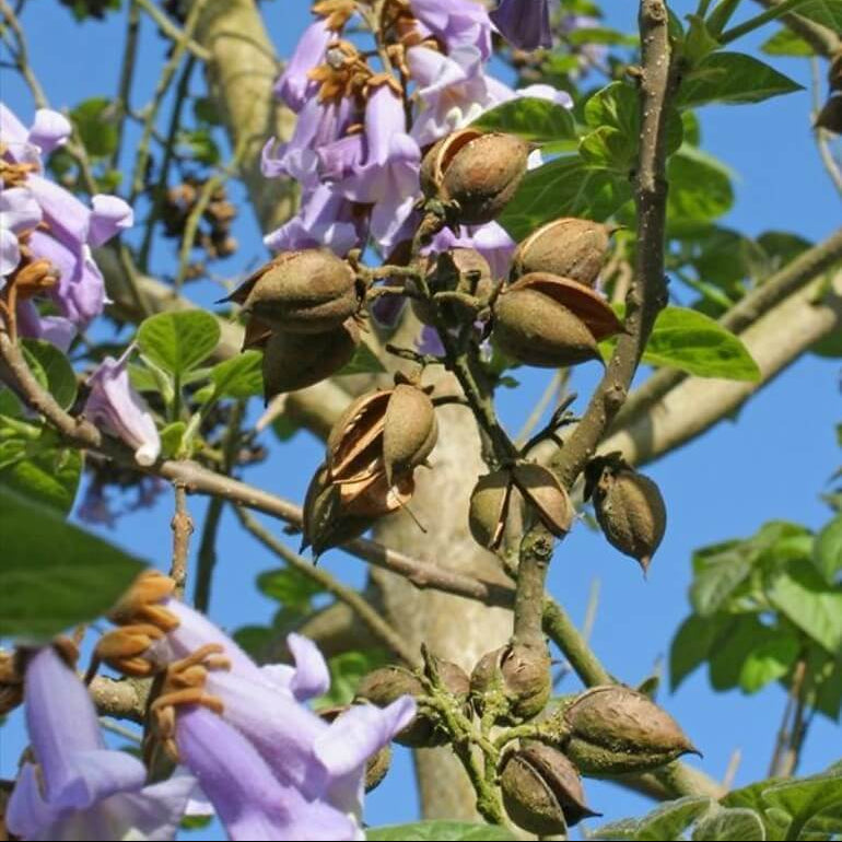 Paulownia Seeds - Flower Plant for Home Gardens