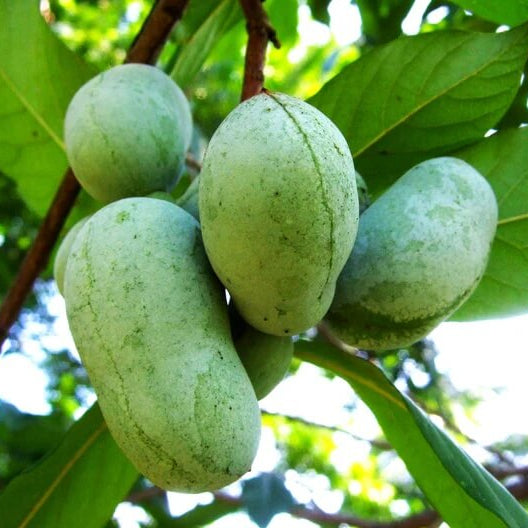 Pawpaw Seeds - Fruit Plant for Home Gardens