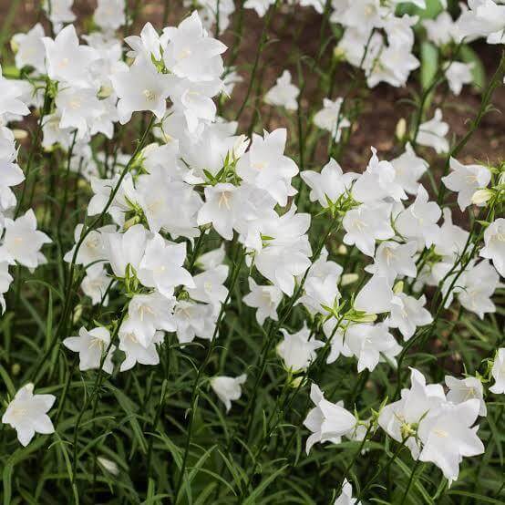Peach Leaved Bellflower Seeds