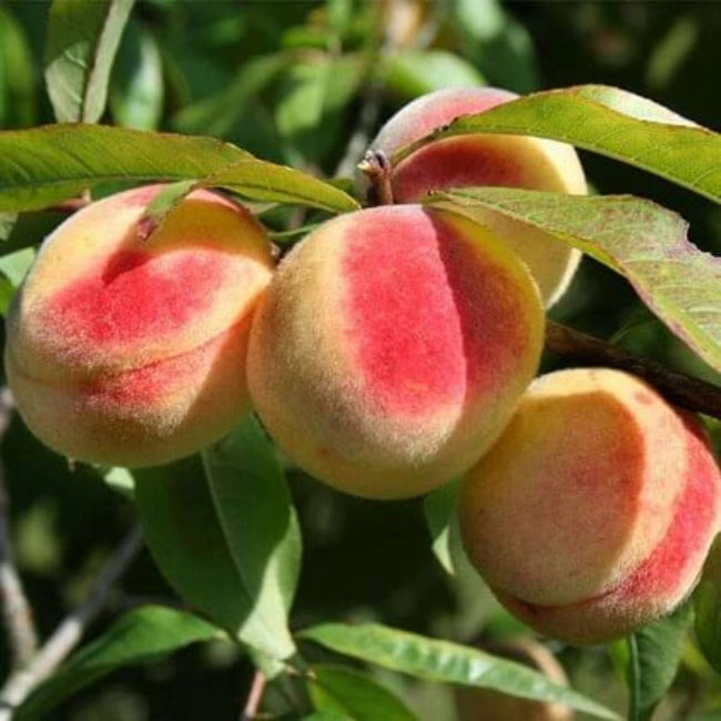 Peach Seeds