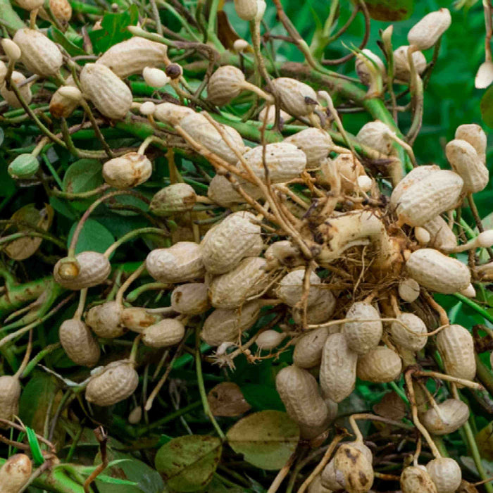 Peanut Seeds - Vegetable Plant for Home Gardens