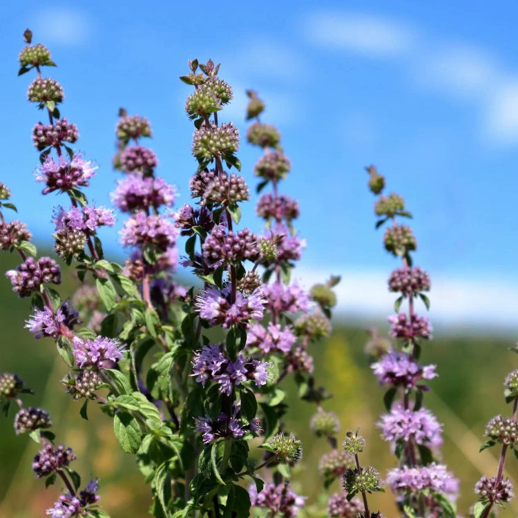 Pennyroyal Mint Seeds - Herbal Plant
