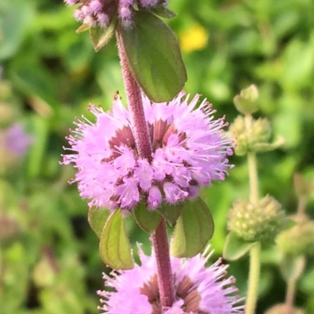 Pennyroyal Seeds - Herbal Plant for Home Gardens