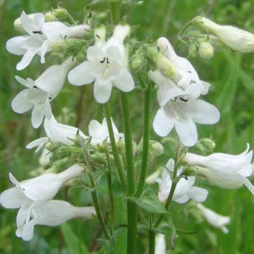 Penstemon Digitalis Seeds - Flower Plant