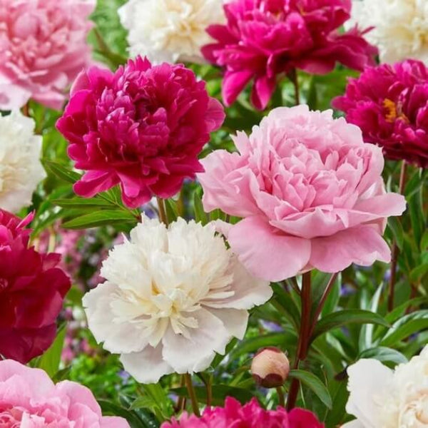 Peony Seeds - Flower Plant