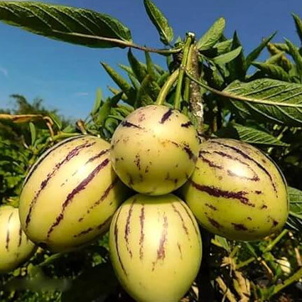 Pepino Dulce Melon Seeds