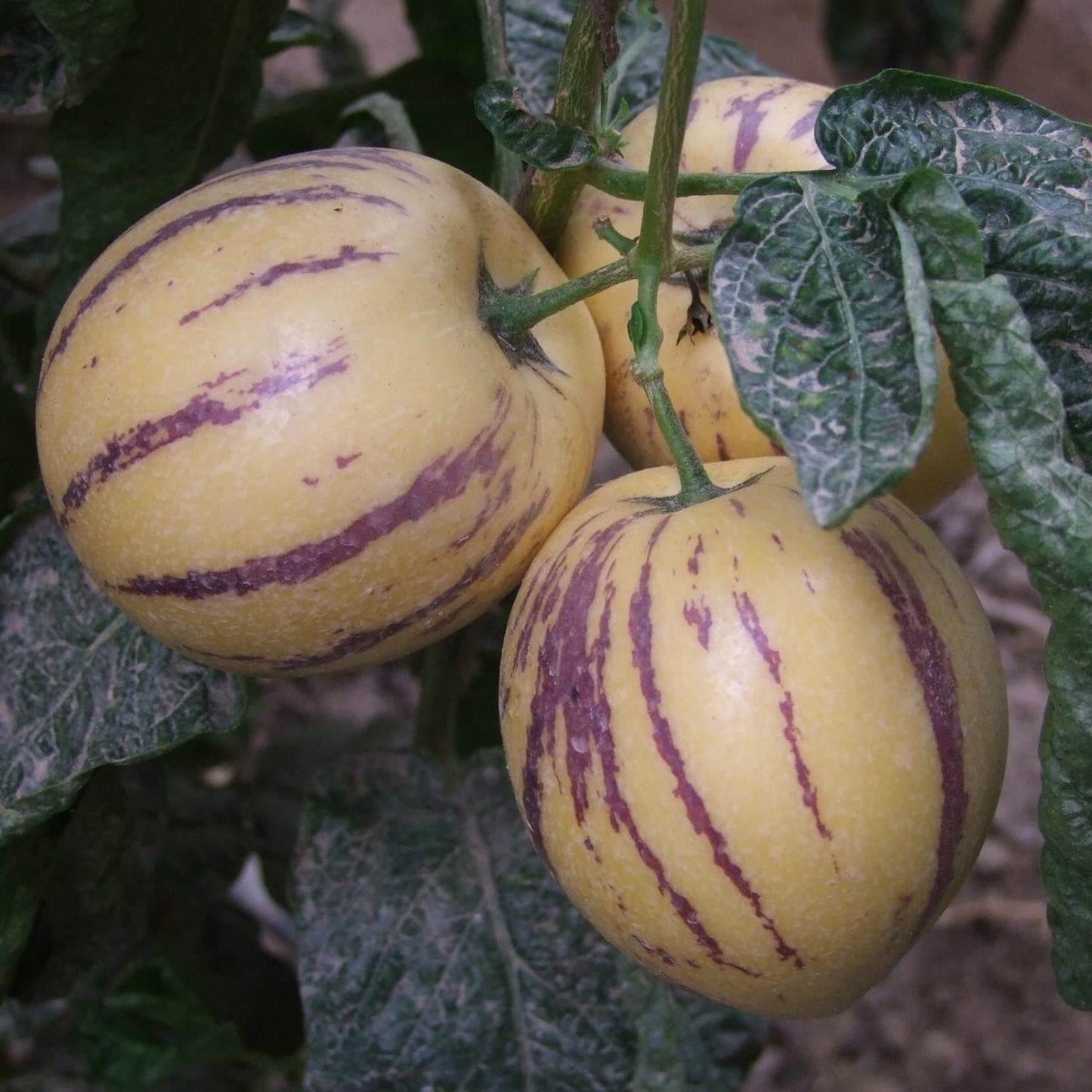 Pepino Seeds - Fruit Plant for Home Gardens