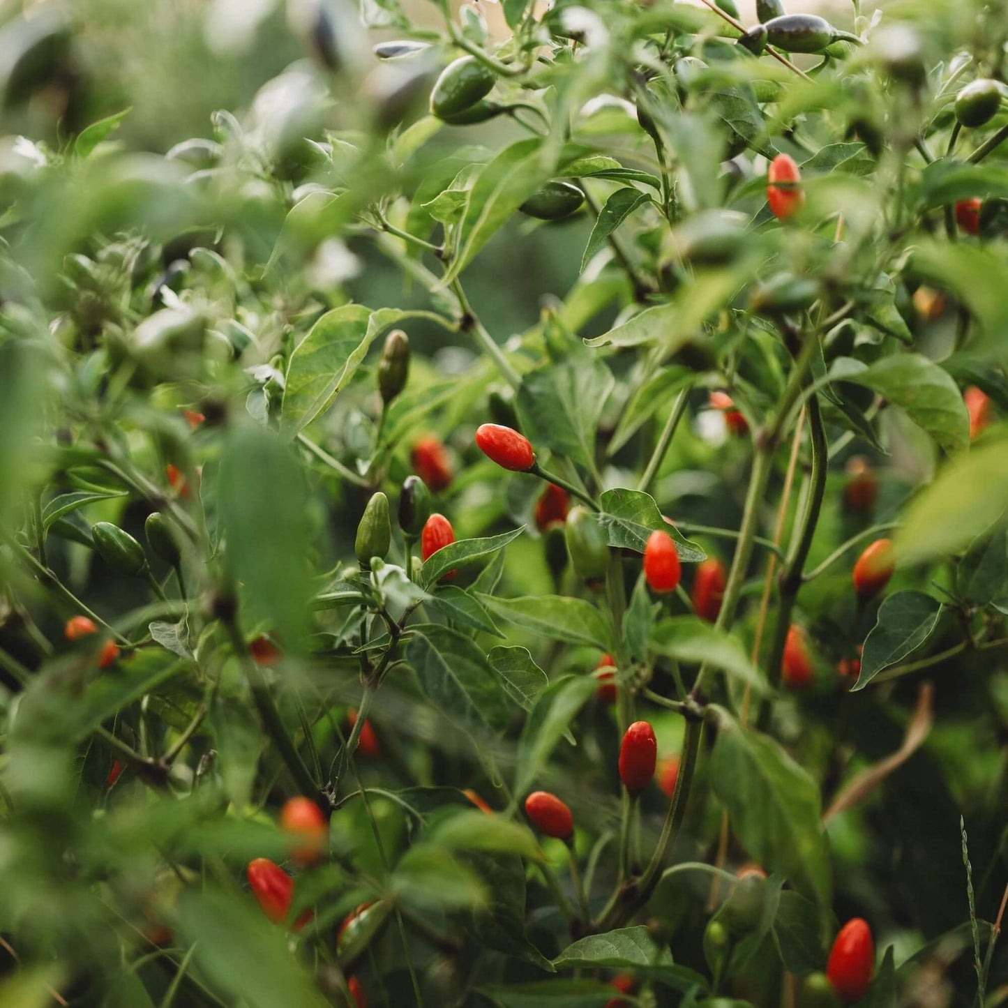 Pequin Pepper Seeds - Vegetable Plant
