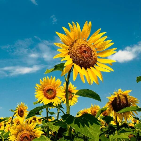 Peredovik Sunflower Seeds for Planting - Heirloom Flower Plant for Home Gardens