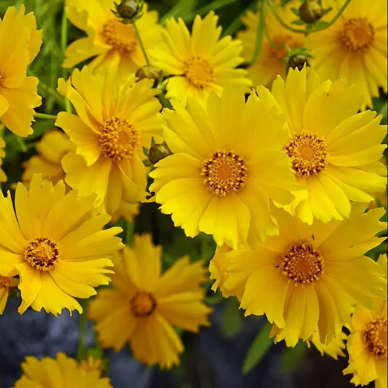 Perennial Coreopsis Seeds - Flower Plant