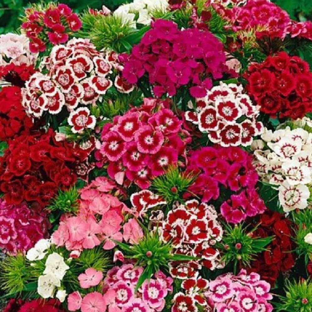 Perennial Dianthus Seeds - Flower Plant