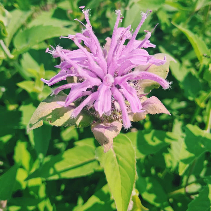 Perennial Pollinator Bee Balm Seeds