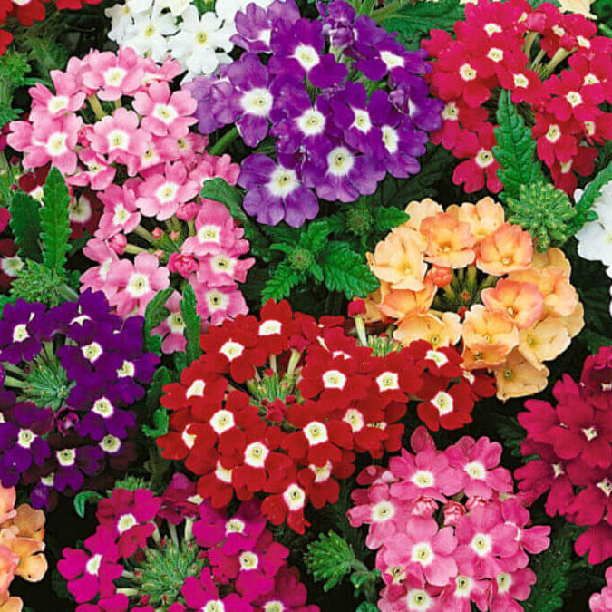 Perennial Verbena Seeds - Flower Plant
