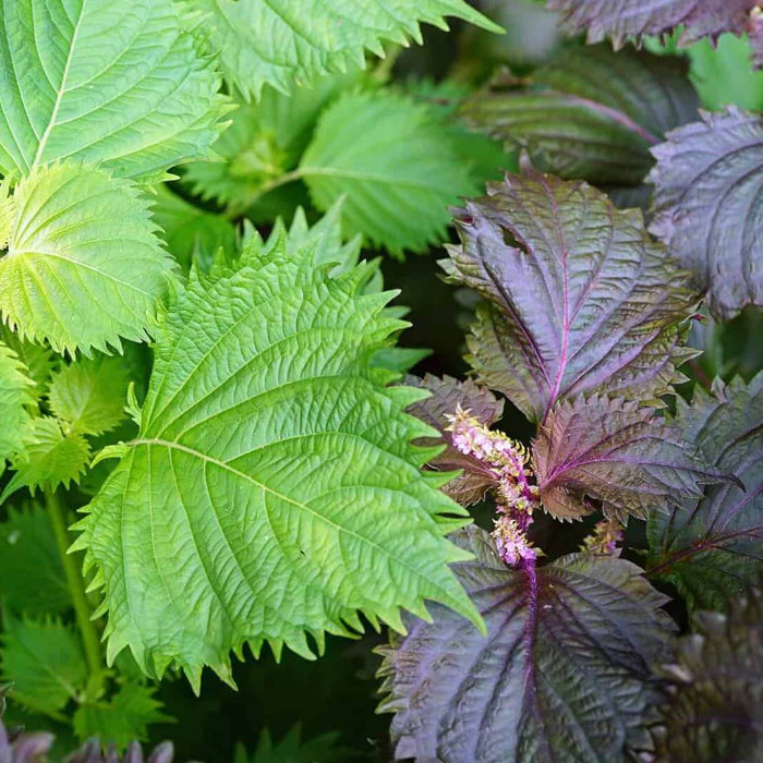 Perilla Seeds - Herbal Plant