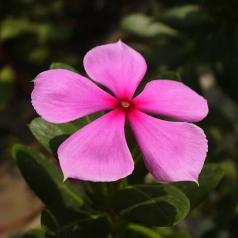 Periwinkle Seeds - Flower Plant for Home Gardens